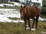 11 Cavallo
